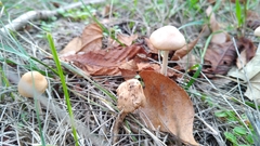 Marasmius oreades