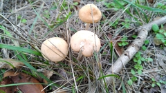 Marasmius oreades