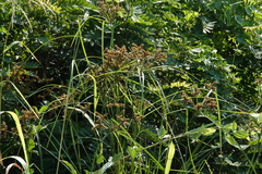 Cyperus imbricatus