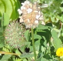 Trifolium cherleri