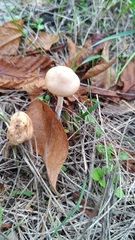 Marasmius oreades