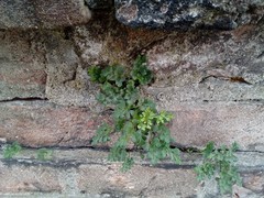 Asplenium ruta-muraria ruta-muraria