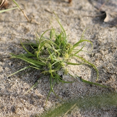 Cyperus michelianus