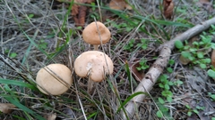 Marasmius oreades