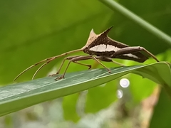 Aspilosterna albovittata