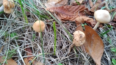 Marasmius oreades