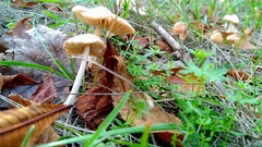Marasmius oreades