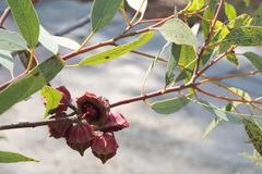 Eucalyptus kingsmillii