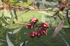 Eucalyptus kingsmillii