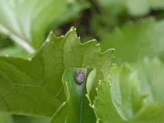 Parethelcus pollinarius