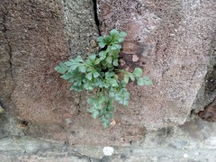 Asplenium ruta-muraria ruta-muraria