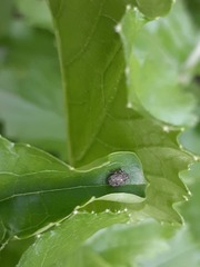 Parethelcus pollinarius