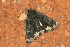 Catephia alchymista