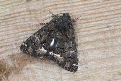 Catephia alchymista