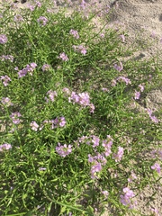 Cakile maritima baltica