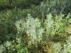 Artemisia messerschmidtiana