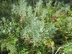 Artemisia messerschmidtiana