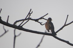 Turdus amaurochalinus
