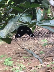 Hypolimnas bolina