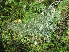 Artemisia messerschmidtiana