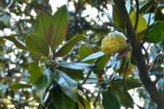 Magnolia grandiflora