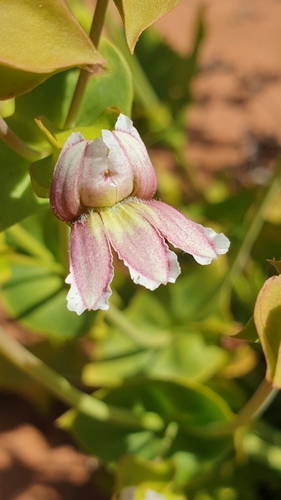Image of Goodenia connata by (c) Andrew Thornhill, some rights reserved (CC BY)