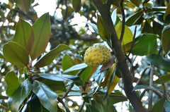 Magnolia grandiflora