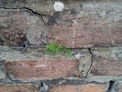 Asplenium ruta-muraria ruta-muraria