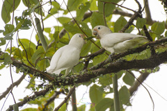 Cacatua goffiniana