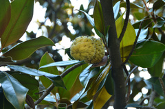 Magnolia grandiflora