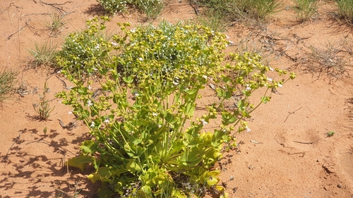 Image of Goodenia connata by (c) Andrew Thornhill, some rights reserved (CC BY)