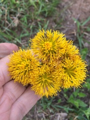 Berkheya umbellata