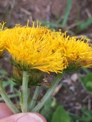 Berkheya umbellata