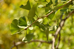 Ginkgo biloba