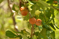 Ginkgo biloba