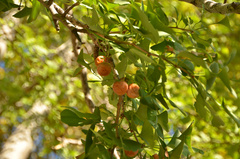 Ginkgo biloba