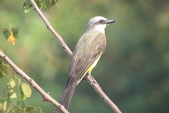 Tyrannus albogularis