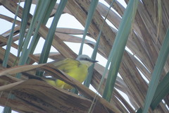 Tyrannus albogularis