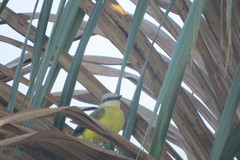 Tyrannus albogularis