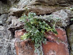 Asplenium ruta-muraria ruta-muraria