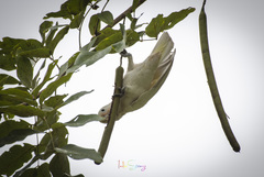Cacatua goffiniana