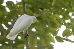 Cacatua goffiniana