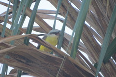 Tyrannus albogularis