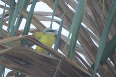 Tyrannus albogularis