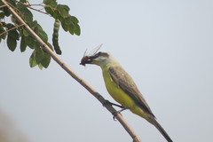 Tyrannus albogularis