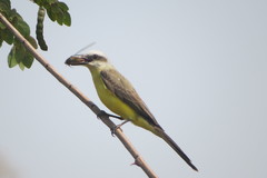 Tyrannus albogularis