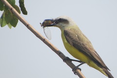 Tyrannus albogularis