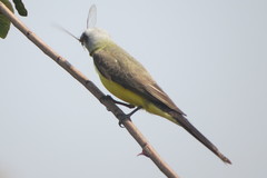 Tyrannus albogularis