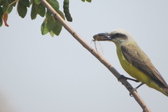 Tyrannus albogularis