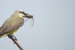 Tyrannus albogularis